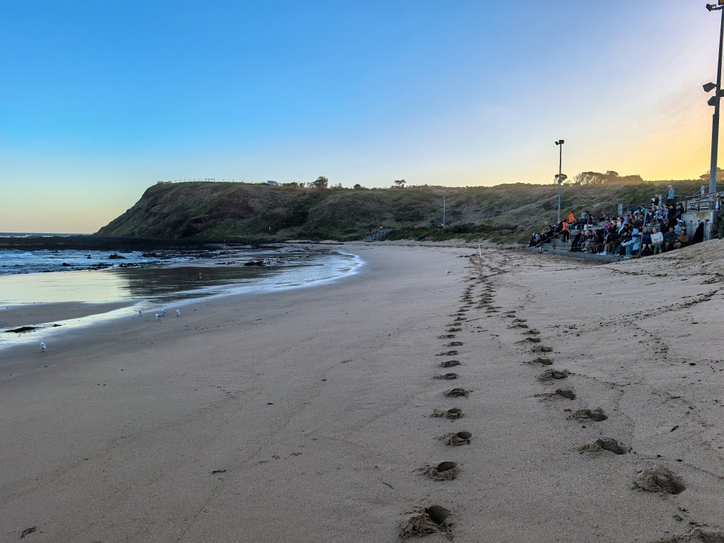 Wide sandy beach at sunset with waves, distant headland, and people seated on viewing stands at Penguin Parade, Phillip Island, Australia.