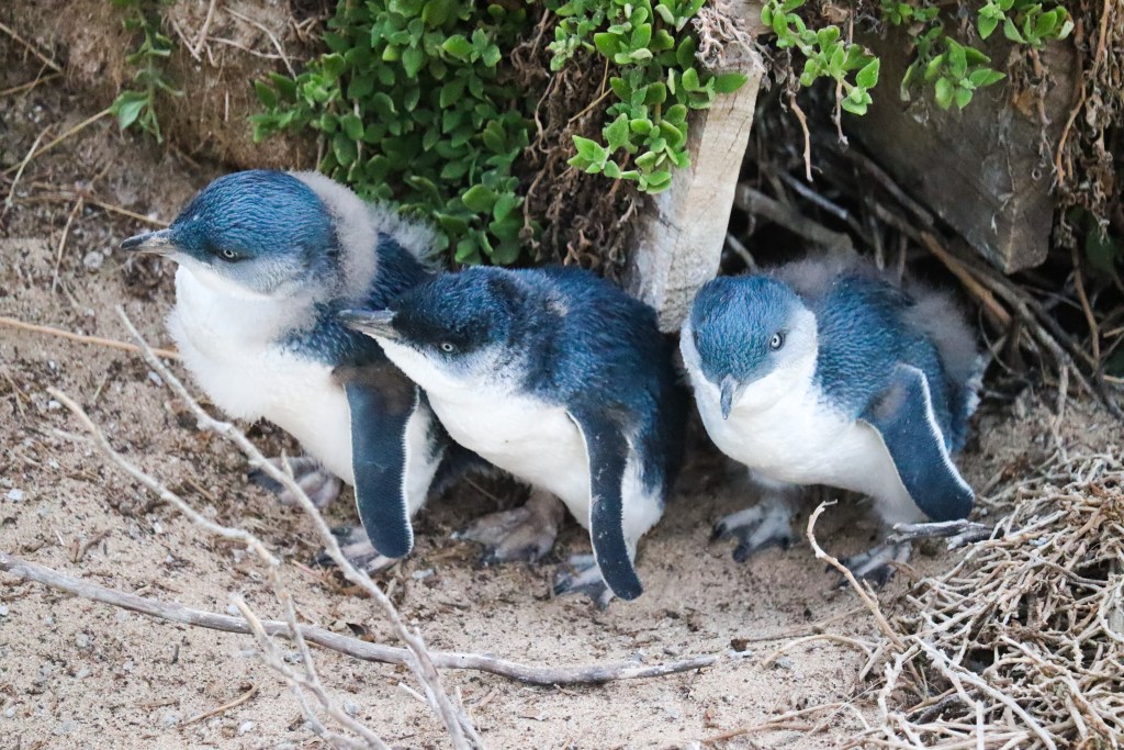 Three little penguins gathered on sand near a burrow and coastal plants at Phillip Island’s Penguin Parade.