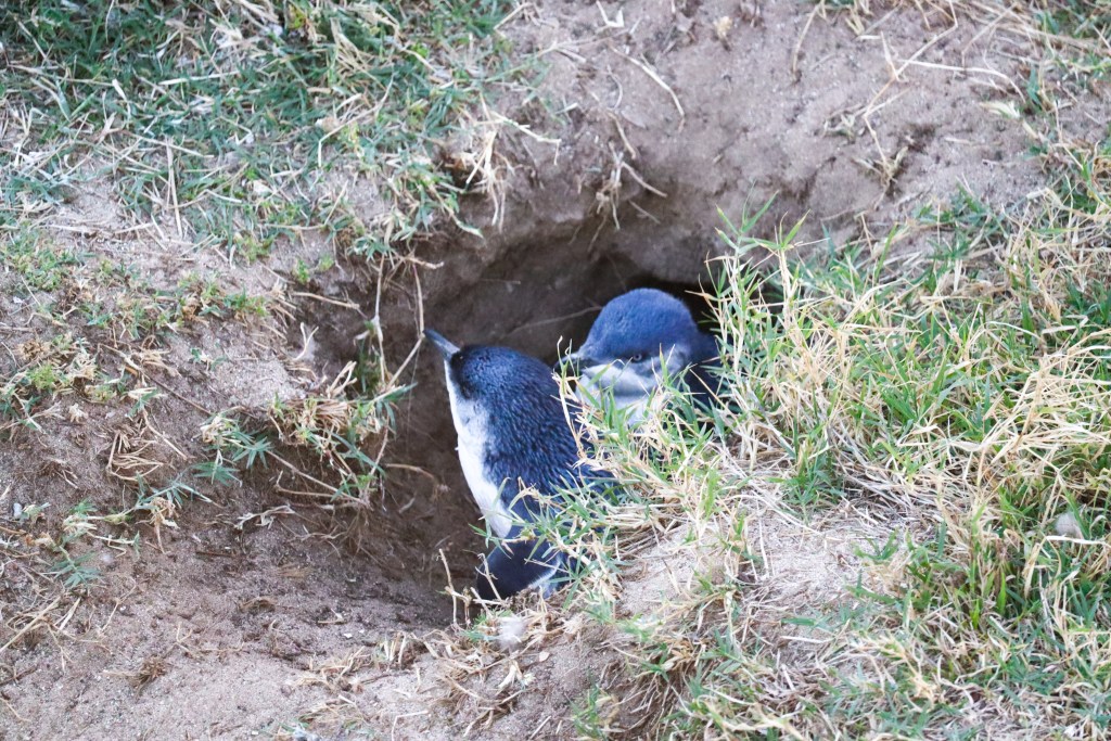 Two little penguins sitting at a burrow entrance in a grassy sandy bank, Phillip Island, Australia.