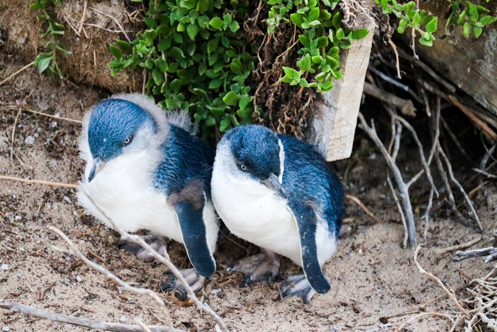 Two little penguins standing on sand beside green coastal plants at Penguin Parade, Phillip Island.