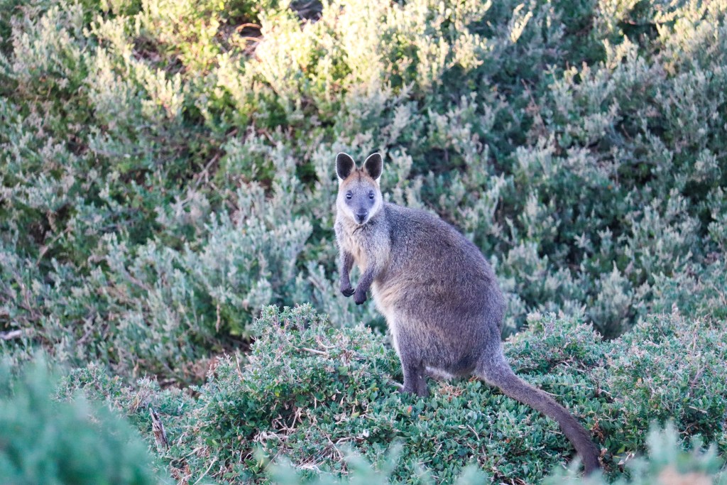 Wallaby standing upright in green coastal shrubs near the Penguin Parade on Phillip Island, Australia.
