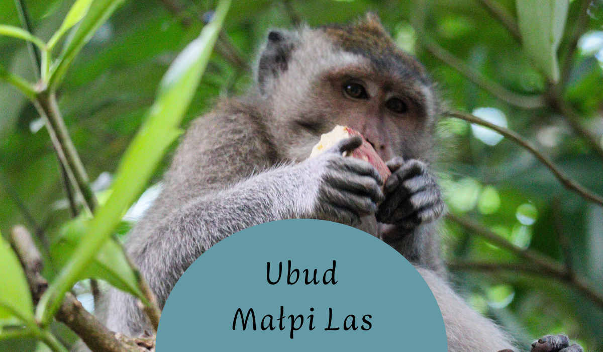 Zwiedzanie Monkey Forest w Ubud – praktyczny przewodnik po Małpim Lesie Zwiedzanie Monkey Forest w Ubud – praktyczny przewodnik po Małpim Lesie