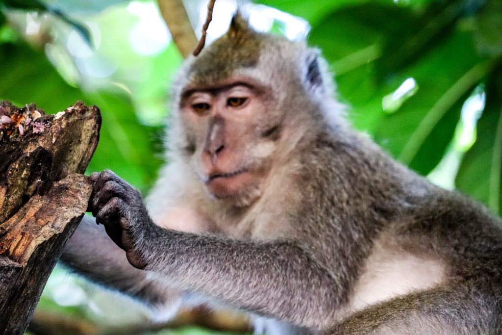 Zwiedzanie Monkey Forest w Ubud – praktyczny przewodnik po Małpim Lesie Makak siedzący na drzewie w Monkey Forest w Ubud na tle zielonych liści