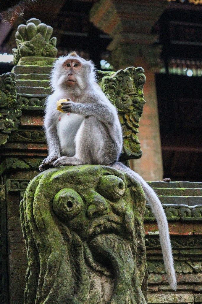 Zwiedzanie Monkey Forest w Ubud – praktyczny przewodnik po Małpim Lesie Makak siedzący na kamiennej rzeźbie w Monkey Forest w Ubud