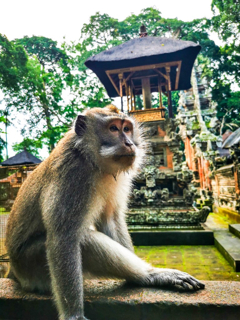 Zwiedzanie Monkey Forest w Ubud – praktyczny przewodnik po Małpim Lesie Makak na tle świątyni w Monkey Forest w Ubud