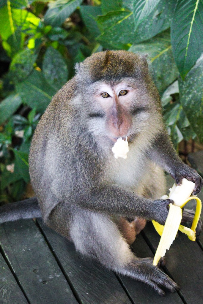 Zwiedzanie Monkey Forest w Ubud – praktyczny przewodnik po Małpim Lesie Makak jedzący banana na terenie Monkey Forest w Ubud na Bali