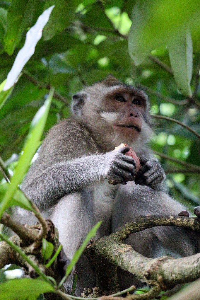 Zwiedzanie Monkey Forest w Ubud – praktyczny przewodnik po Małpim Lesie Makak siedzący na drzewie i trzymający owoc w Monkey Forest w Ubud