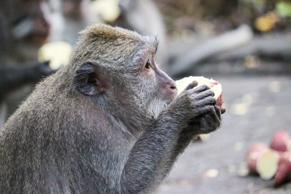 Zwiedzanie Monkey Forest w Ubud – praktyczny przewodnik po Małpim Lesie Makak trzymający owoc w łapach w Monkey Forest w Ubud