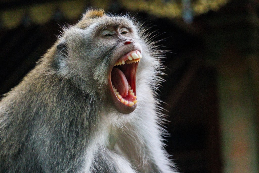 Zwiedzanie Monkey Forest w Ubud – praktyczny przewodnik po Małpim Lesie Ziewający makak w zbliżeniu w Monkey Forest w Ubud