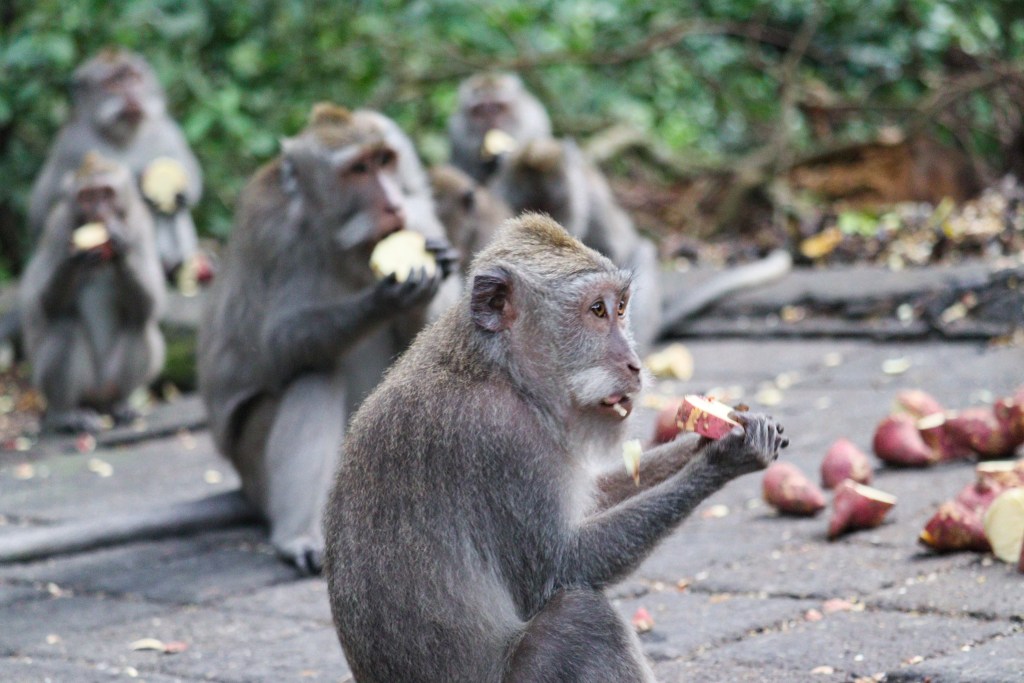 Zwiedzanie Monkey Forest w Ubud – praktyczny przewodnik po Małpim Lesie Makaki jedzące owoce na terenie Monkey Forest w Ubud