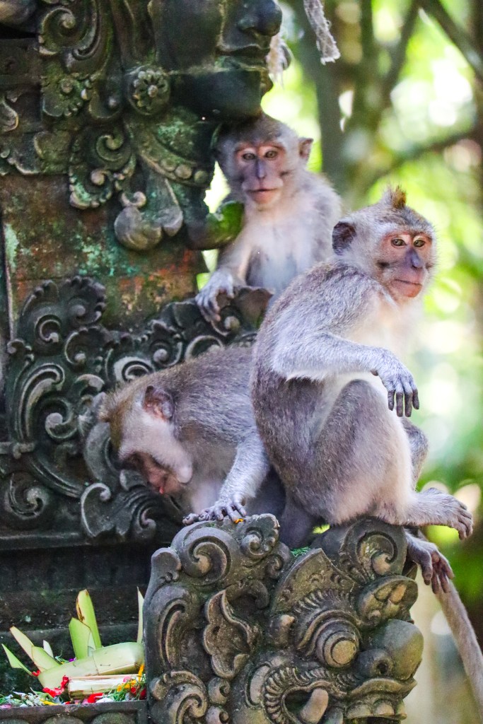 Zwiedzanie Monkey Forest w Ubud – praktyczny przewodnik po Małpim Lesie Makaki siedzące na ozdobnej balijskiej rzeźbie w Monkey Forest w Ubud