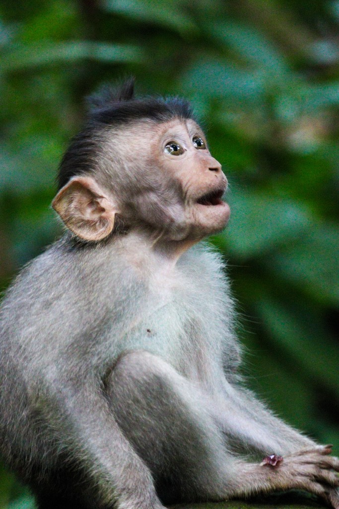 Zwiedzanie Monkey Forest w Ubud – praktyczny przewodnik po Małpim Lesie Młody makak w Monkey Forest w Ubud na tle tropikalnej zieleni