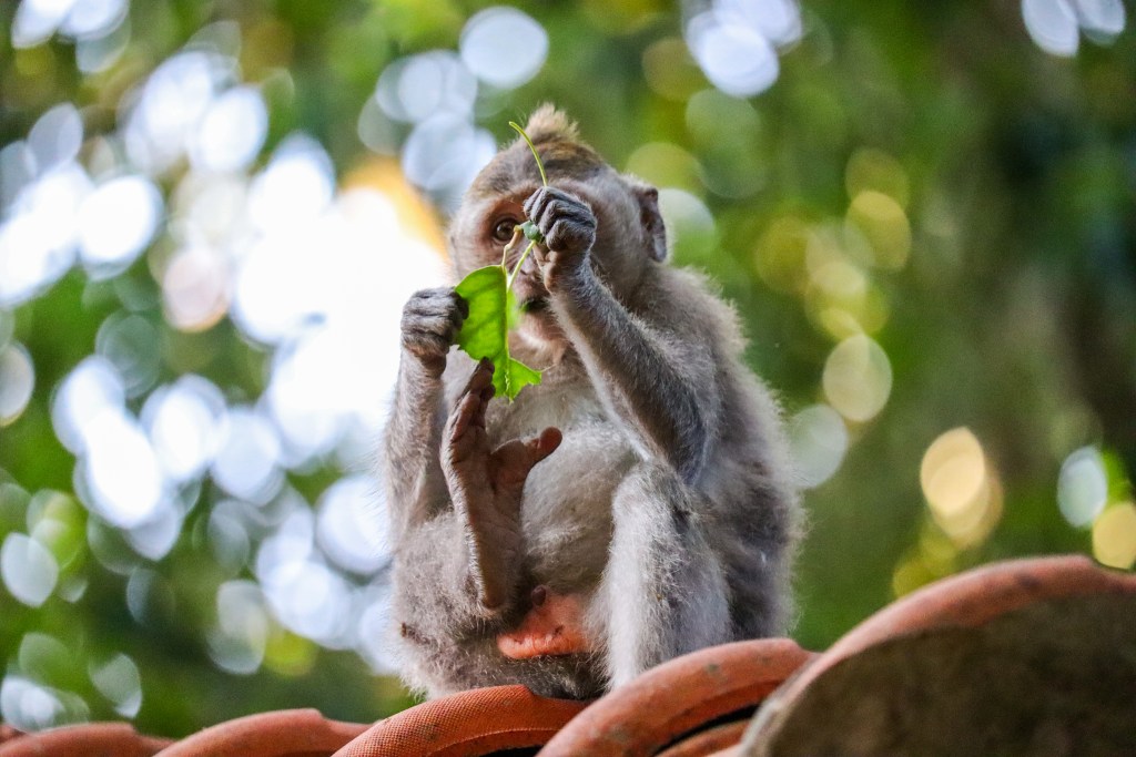Zwiedzanie Monkey Forest w Ubud – praktyczny przewodnik po Małpim Lesie Młody makak siedzący na dachówkach i bawiący się liściem w Monkey Forest w Ubud
