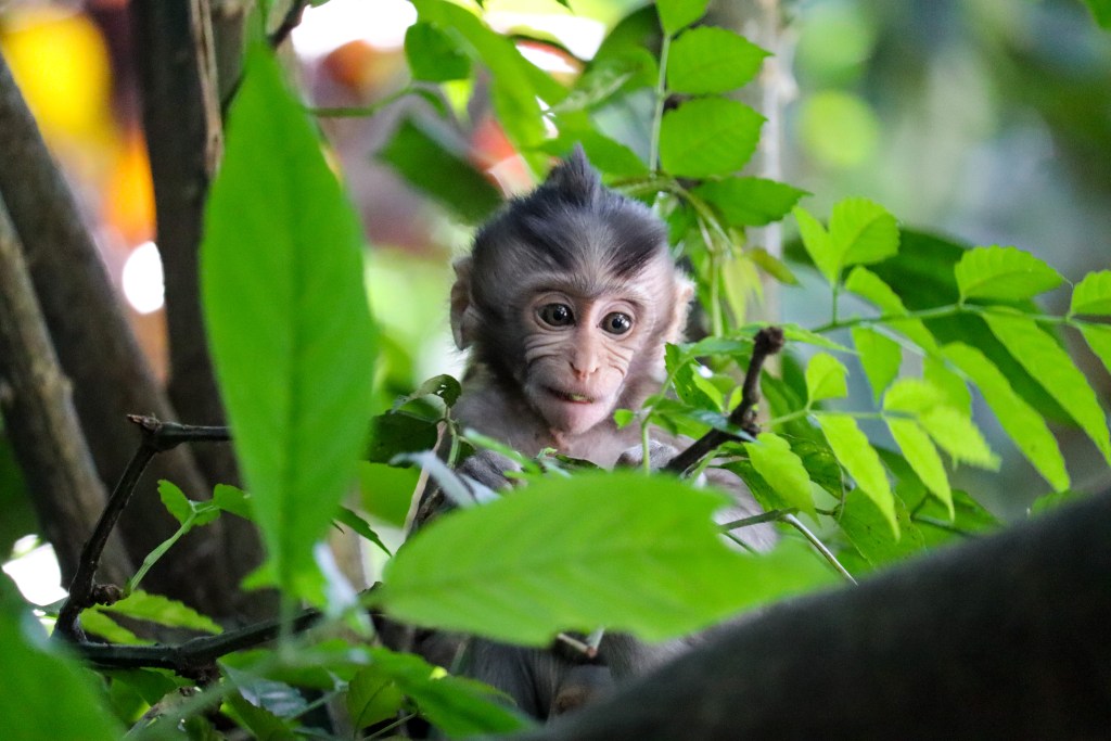 Zwiedzanie Monkey Forest w Ubud – praktyczny przewodnik po Małpim Lesie Młody makak ukryty wśród zielonych liści w Monkey Forest w Ubud