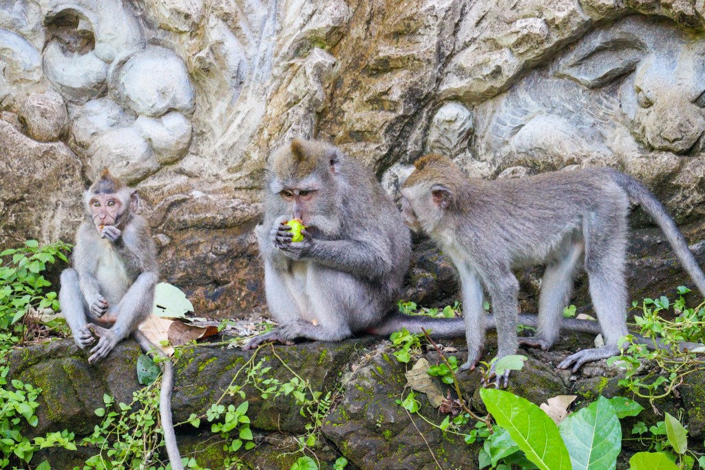 Zwiedzanie Monkey Forest w Ubud – praktyczny przewodnik po Małpim Lesie Rodzina makaków siedząca przy kamiennym murze w Monkey Forest w Ubud