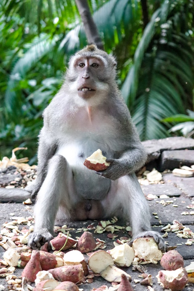 A long-tailed macaque sitting on the ground surrounded by scattered sweet potatoes in the Ubud Monkey Forest.