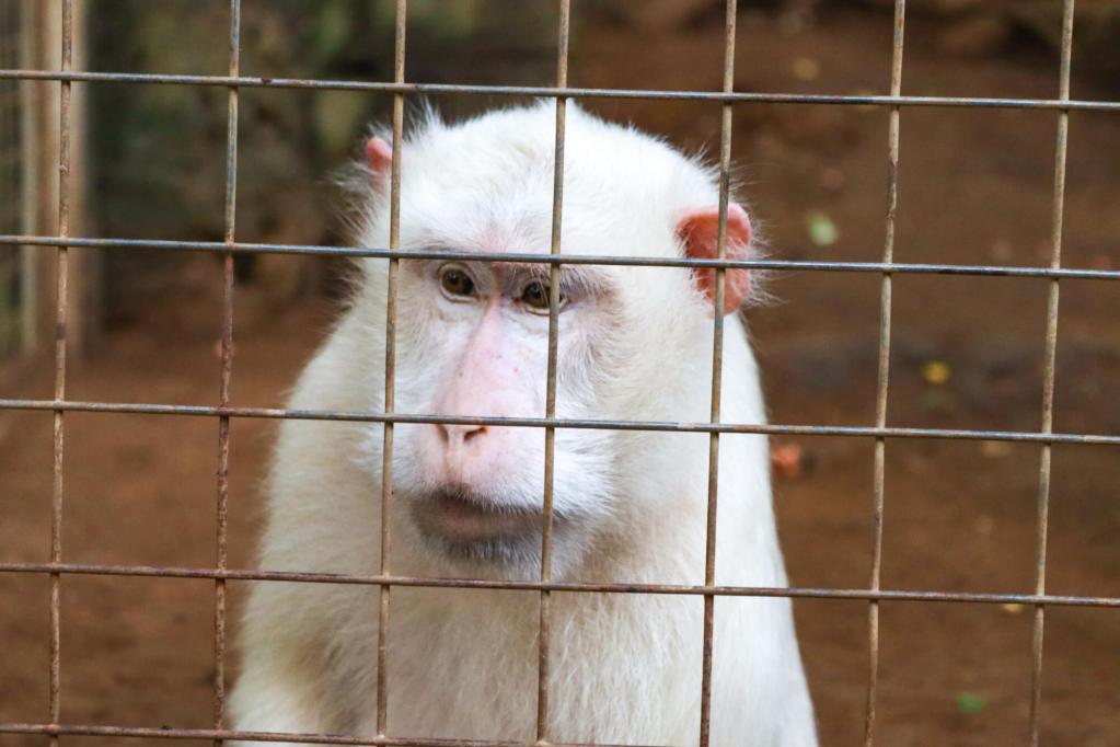 Świątynia Uluwatu, Bali – Kompletny przewodnik Rzadki makak albinos w bezpiecznej klatce na terenie Pura Luhur Uluwatu.