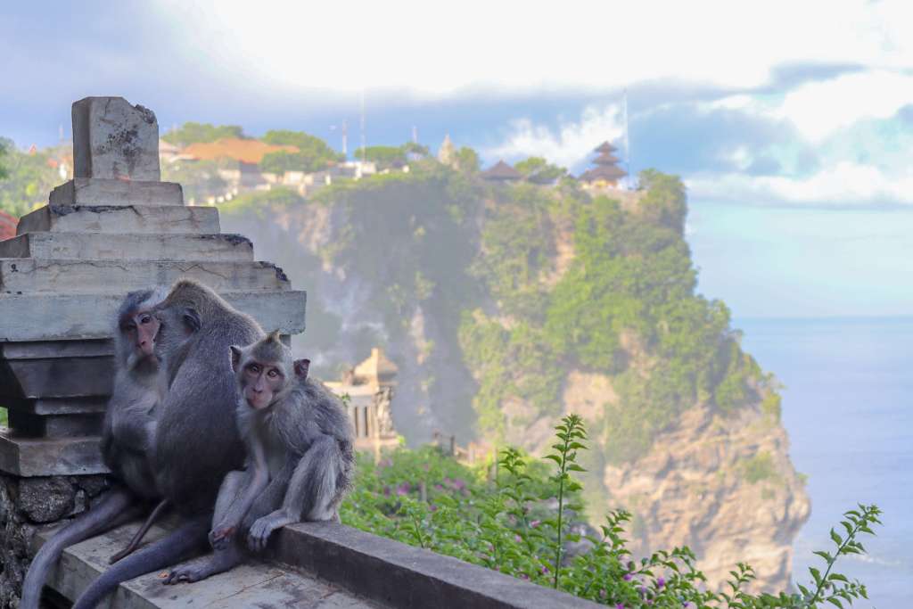 Świątynia Uluwatu, Bali – Kompletny przewodnik Makaki przy murku w Świątyni Uluwatu na Bali, z klifem i świątynią w tle.