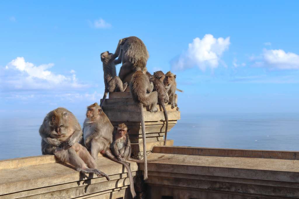 Świątynia Uluwatu, Bali – Kompletny przewodnik Duża grupa makaków siedząca na murze – Świątynia Uluwatu małpy na tle oceanu.