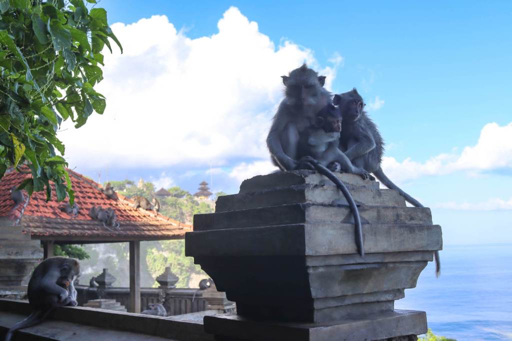 Świątynia Uluwatu, Bali – Kompletny przewodnik Rodzina małp na kamiennym słupie – Uluwatu Bali przewodnik po świecie makaków.