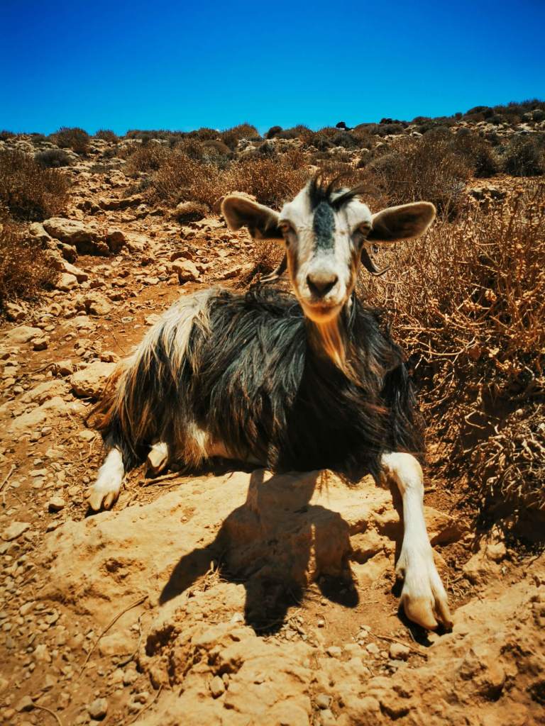 Close-up portrait of a wild long-haired Cretan goat resting on the rocks near Balos.