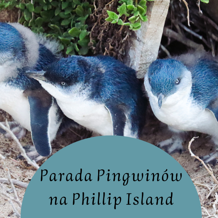 Australia Pingwiny małe na Phillip Island w Australii - przewodnik po Paradzie Pingwinów