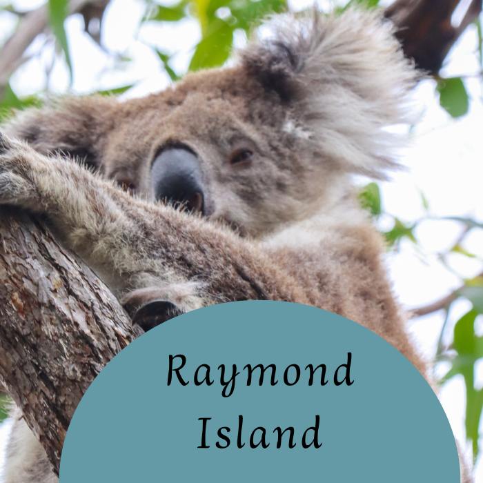 Australia Koala siedząca na gałęzi eukaliptusa