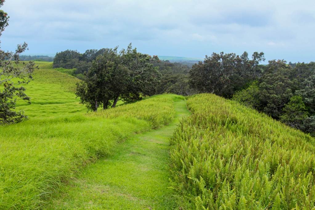 A verdant trail in the Kahuku Unit of Hawaiʻi Volcanoes National Park on the Big Island.