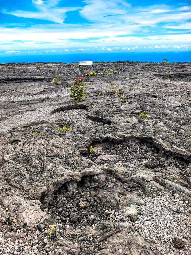 Droga przez pola lawy z odradzającą się roślinnością przy Chain of Craters Road